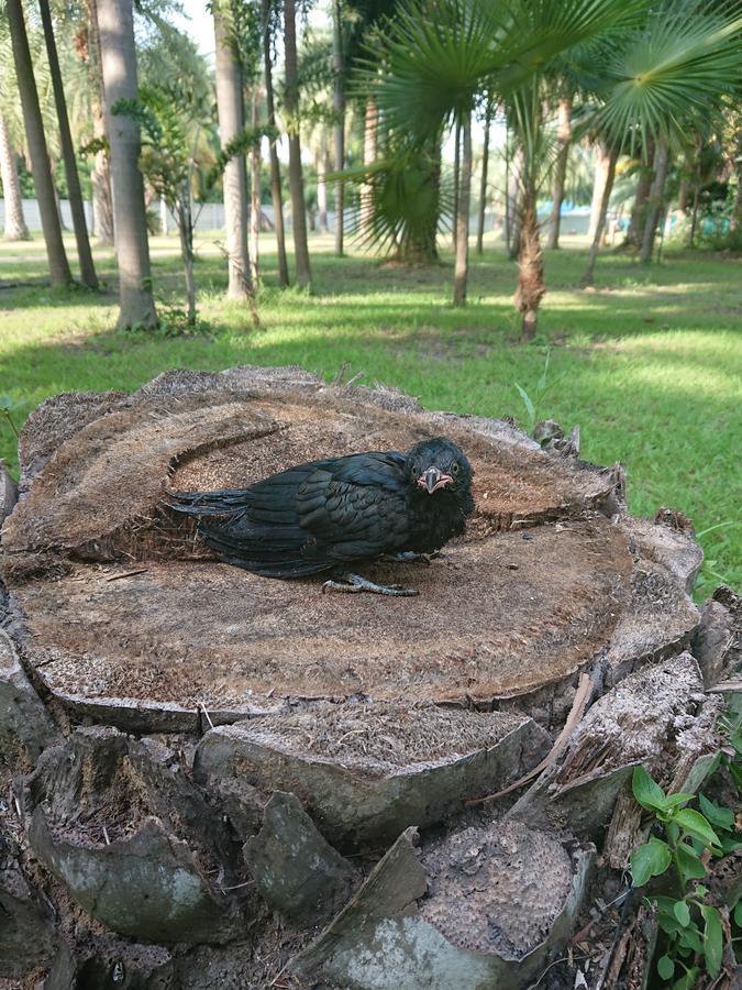 Lopburi Palm Resort Zewnętrze zdjęcie